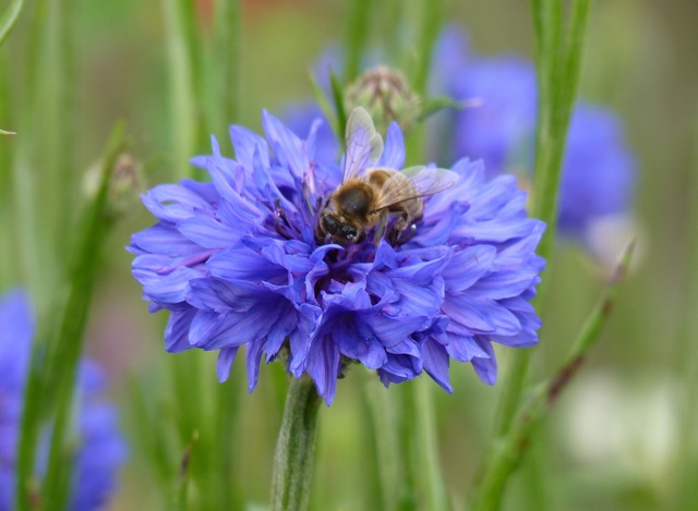 Cornflower Picture