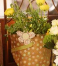 Gift Occasion - Ranunculus Plant