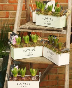 Gift Occasion - Springtime Hyacinth Planter