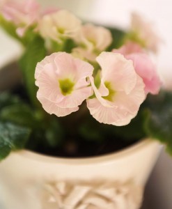 Gift Occasion - Spring Time Double Primrose