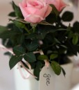 Gift Occasion - Mini Rose