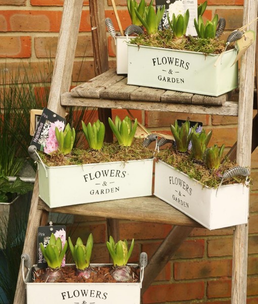 Gift Occasion – Springtime Hyacinth Planter