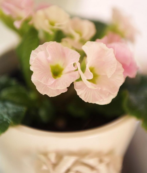 Gift Occasion – Spring Time Double Primrose