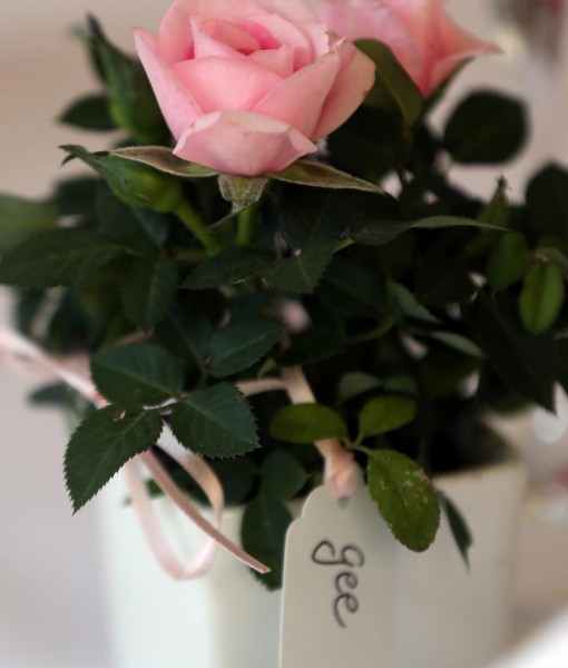 Gift Occasion – Mini Rose